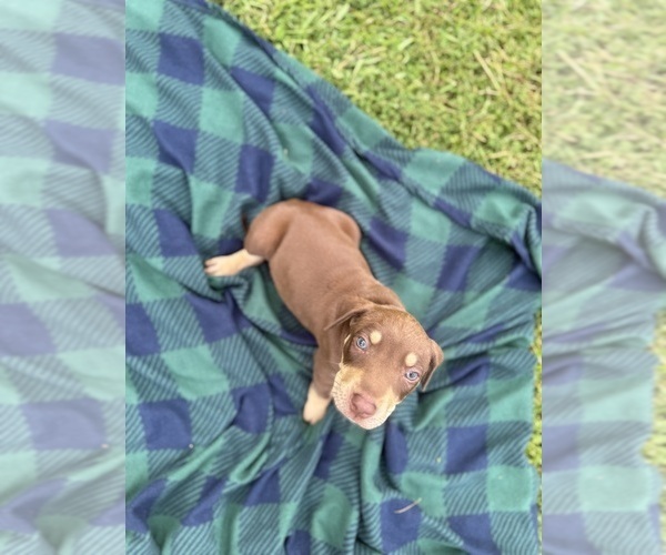 Medium Photo #15 Catahoula Leopard Dog Puppy For Sale in KEITHVILLE, LA, USA