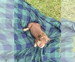 Small #14 Catahoula Leopard Dog