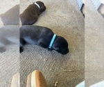 Puppy Puppy 1 Labrador Retriever