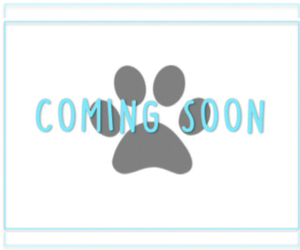 Yorkshire Terrier Puppy for sale in MARIETTA, GA, USA