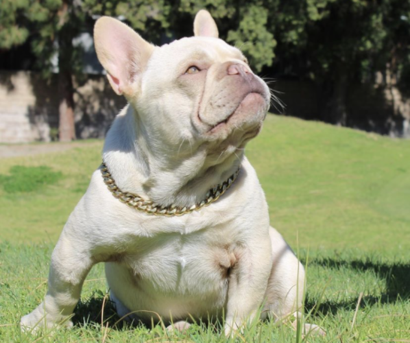 Medium Photo #1 French Bulldog Puppy For Sale in ORANGE, CA, USA