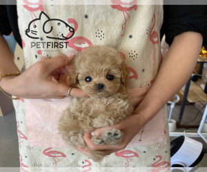 Maltipoo Puppy for sale in DIX HILLS, NY, USA