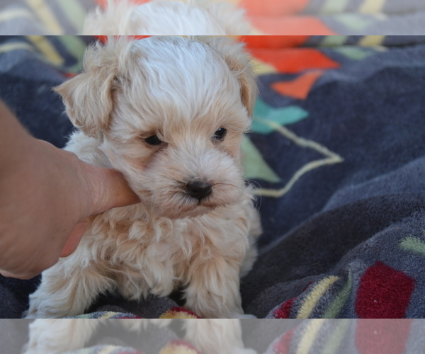 Medium Photo #2 Maltipoo Puppy For Sale in GREENWOOD, WI, USA