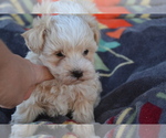 Small #1 Maltipoo