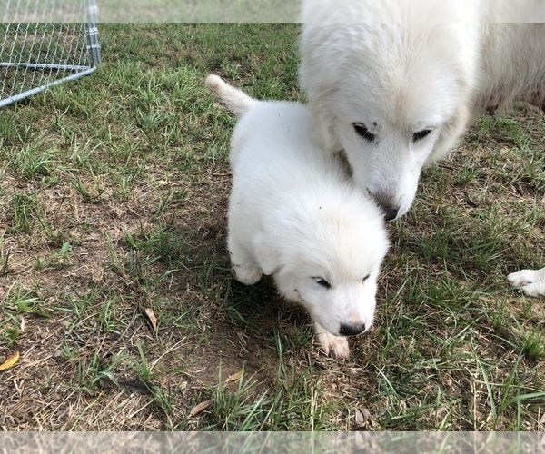Medium Photo #5 Great Pyrenees Puppy For Sale in CLEBURNE, TX, USA