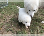 Small Photo #5 Great Pyrenees Puppy For Sale in CLEBURNE, TX, USA