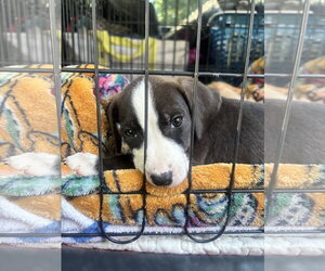 American Pit Bull Terrier-Unknown Mix Dogs for adoption in Holly Springs, NC, USA