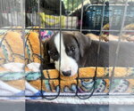 Small American Pit Bull Terrier Mix