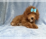 Small #6 Cockapoo (Miniature)