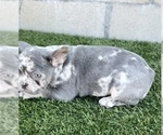 Small #1 French Bulldog