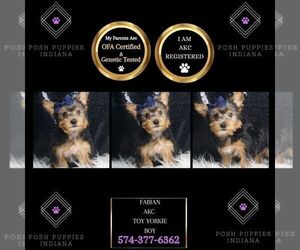Yorkshire Terrier Puppy for sale in WARSAW, IN, USA