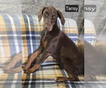 Small #1 Doberman Pinscher