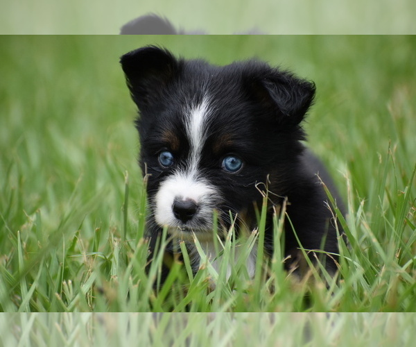 Medium Photo #3 Miniature Australian Shepherd Puppy For Sale in PALM COAST, FL, USA