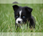 Small #2 Miniature Australian Shepherd