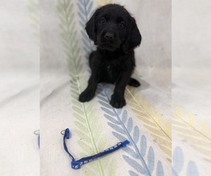 Labradoodle Puppy for sale in PRESCOTT VALLEY, AZ, USA