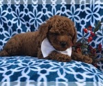 Small Photo #12 Cavapoo-Poodle (Miniature) Mix Puppy For Sale in LAKELAND, FL, USA
