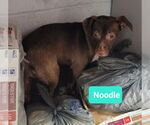 Small #1 Affenpinscher-American Pit Bull Terrier Mix