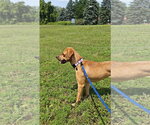 Small #2 Labrador Retriever Mix