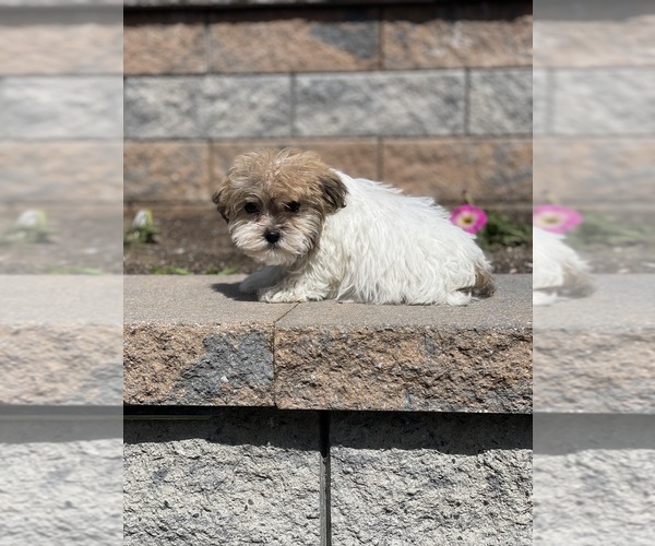 Medium Photo #2 Havanese Puppy For Sale in CANOGA, NY, USA