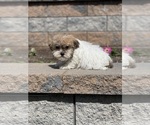 Small #1 Havanese