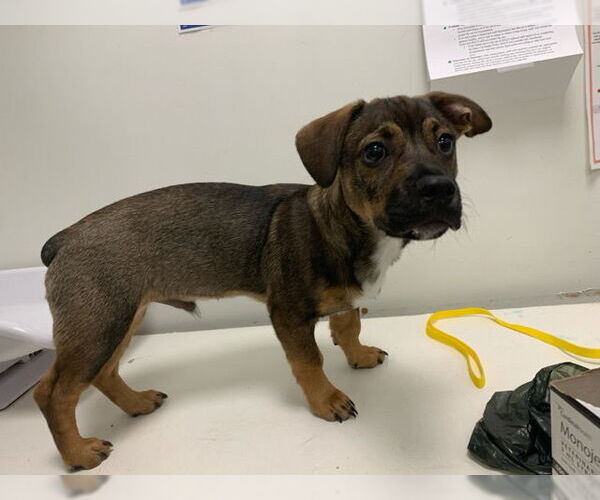 Medium Photo #1 Dachshund-Unknown Mix Puppy For Sale in Berkeley , CA, USA