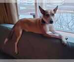 Small Photo #4 Basenji-Unknown Mix Puppy For Sale in Minneapolis, MN, USA