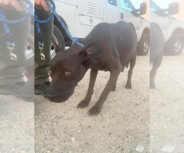 Medium Photo #1 American Pit Bull Terrier Puppy For Sale in Bakersfield, CA, USA