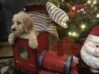 Small Photo #10 Poodle (Standard)-Spinone Italiano Mix Puppy For Sale in CLEVELAND, OH, USA