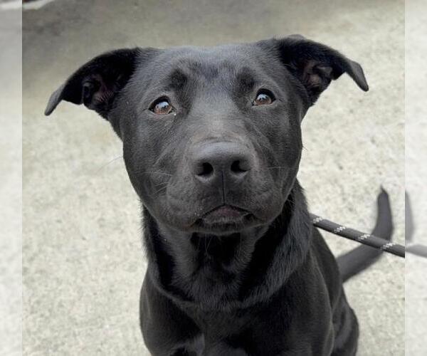 Medium Photo #1 Labrador Retriever-Unknown Mix Puppy For Sale in Woodland, CA, USA