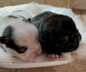 French Bulldog Litter for sale in DISCOVERY BAY, CA, USA