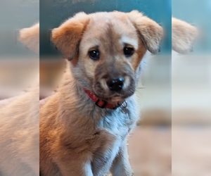 Akita-Sarplaninac (Illyrian Sheepdog ) Mix Puppy for sale in MOUNTAIN IRON, MN, USA