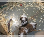 Small Photo #12 Shih Tzu Puppy For Sale in CARROLLTON, GA, USA