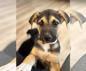 American Pit Bull Terrier-Labrador Retriever Mix Dogs for adoption in Holly Springs, NC, USA