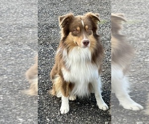 Australian Shepherd Puppy for sale in AVONDALE, CO, USA