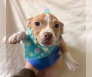 Chihuahua-Unknown Mix Dogs for adoption in New York, NY, USA