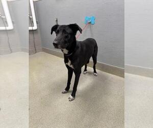 Shollie Dogs for adoption in Las Vegas, NV, USA