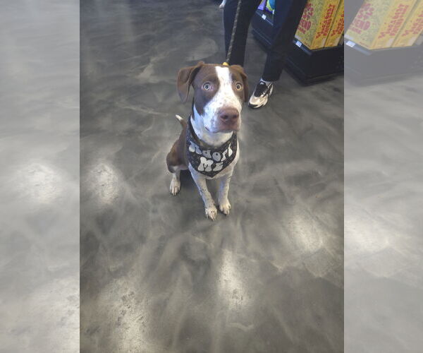 Medium Photo #10 American Pit Bull Terrier-Unknown Mix Puppy For Sale in Minneapolis, MN, USA