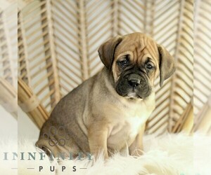 Boxador Puppy for sale in NEW HOLLAND, PA, USA