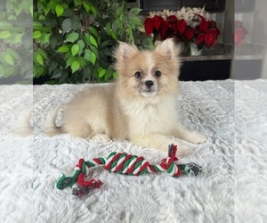 Pomeranian Puppy for sale in GREENWOOD, IN, USA