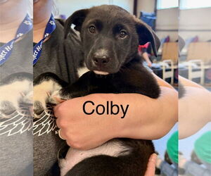 Collie-Unknown Mix Dogs for adoption in GILBERTS, IL, USA