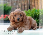 Small #3 Cavapoo (Miniature)