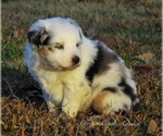 Small Photo #2 Miniature Australian Shepherd Puppy For Sale in SMITHVILLE, AR, USA