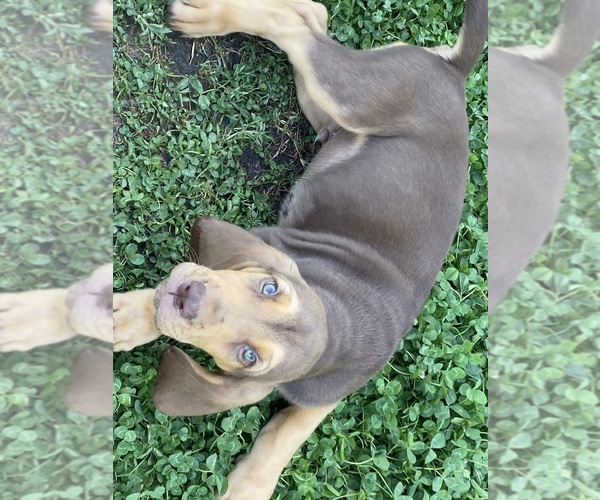 Medium Photo #1 Bloodhound Puppy For Sale in FORT GIBSON, OK, USA