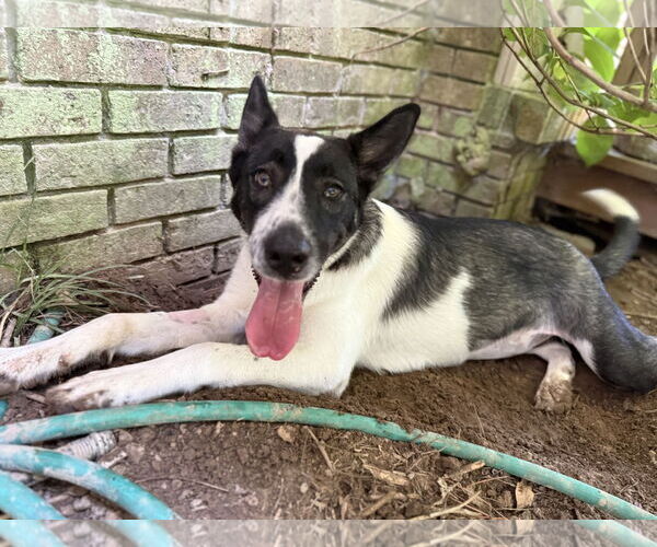 Medium Photo #2 Shollie Puppy For Sale in Texarkana, TX, USA