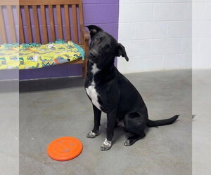 Labrador Retriever-Unknown Mix Dogs for adoption in Genesee, WI, USA