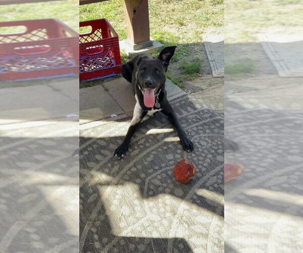 Medium Photo #2 Boxer-German Shepherd Dog Mix Puppy For Sale in Aurora, IN, USA