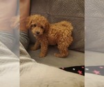 Small Photo #6 Cavapoo Puppy For Sale in BEAVER FALLS, PA, USA