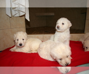 Goldendoodle Puppy for sale in FAIRFIELD, CA, USA