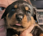 Small Photo #8 Rottweiler Puppy For Sale in DELAND, FL, USA
