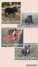 American Bully Puppy for sale in DENTON, TX, USA